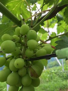 s-実が裂けたもの　摘み取る